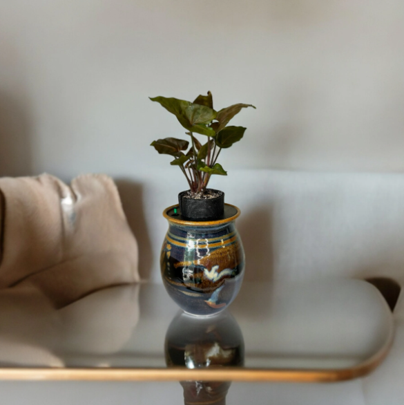 Ron Lieberman Glazed Pottery Planter with Syngonium ‘Arrowhead’ Plant