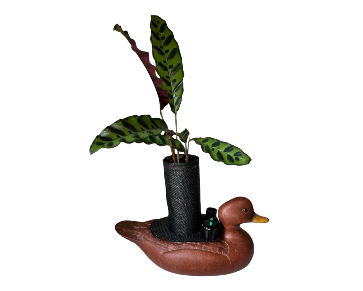 Ceramic Duck Decoy Planter with Calathea ‘Rattlesnake’ Plant