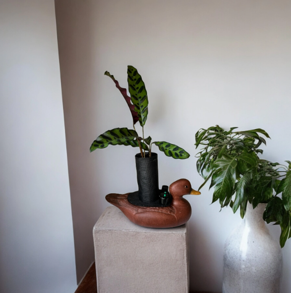 Ceramic Duck Decoy Planter with Calathea ‘Rattlesnake’ Plant
