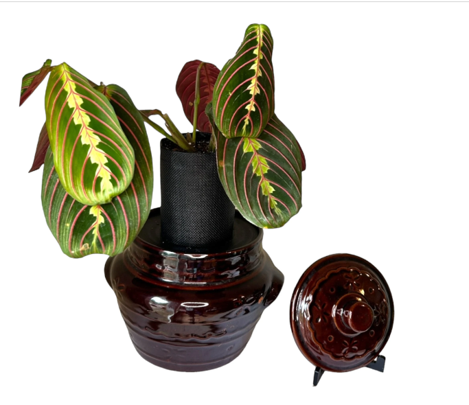 Marcrest Vintage Daisy Crock Planter with Prayer Plant