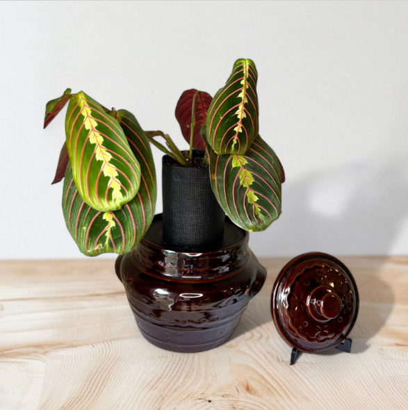 Marcrest Vintage Daisy Crock Planter with Prayer Plant