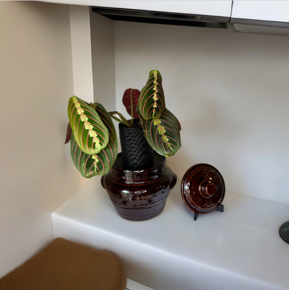 Marcrest Vintage Daisy Crock Planter with Prayer Plant