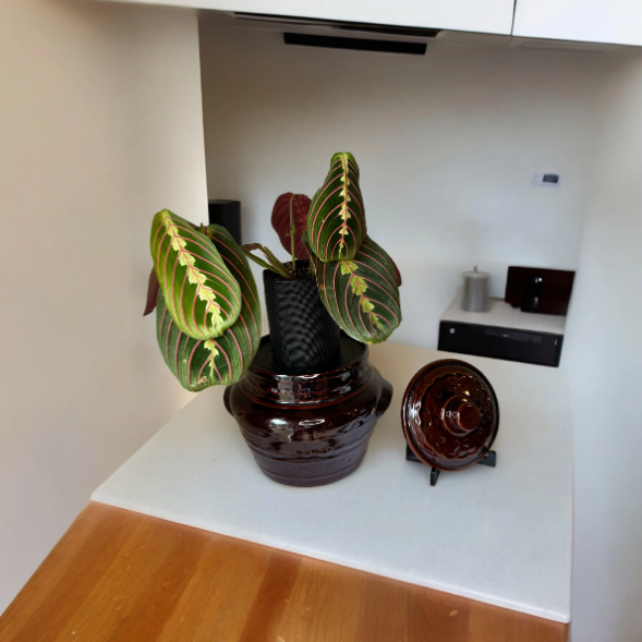 Marcrest Vintage Daisy Crock Planter with Prayer Plant