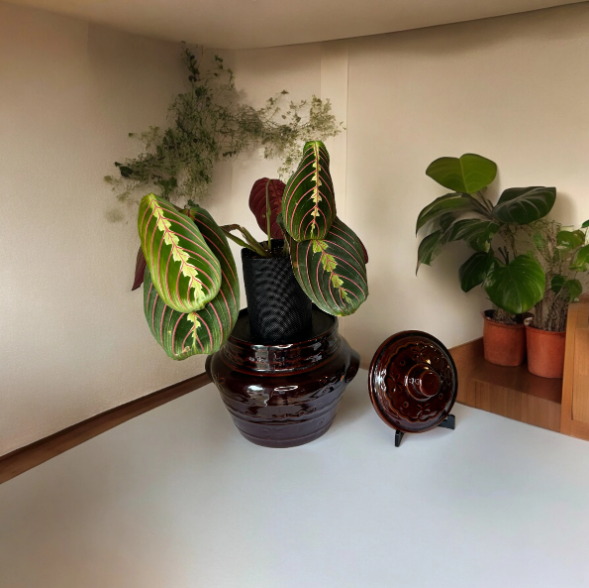 Marcrest Vintage Daisy Crock Planter with Prayer Plant