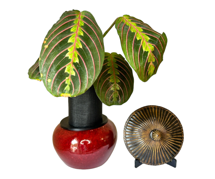 Small Red Ceramic Planter with Prayer Plant