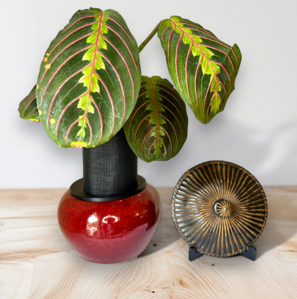 Small Red Ceramic Planter with Prayer Plant