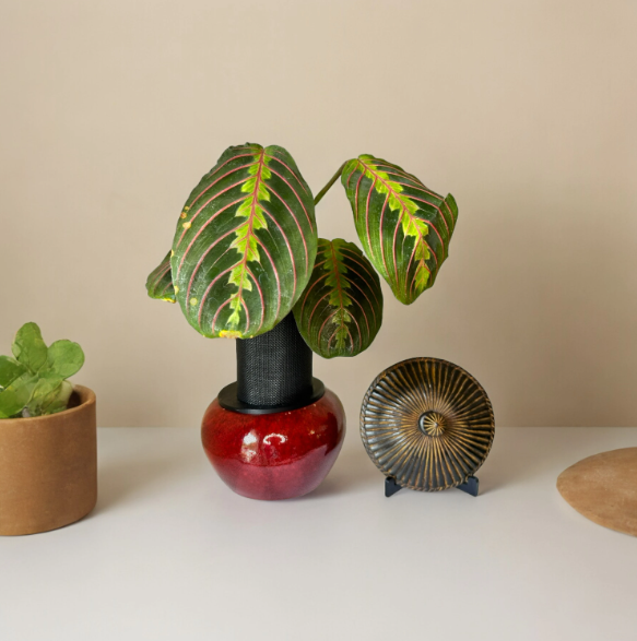 Small Red Ceramic Planter with Prayer Plant