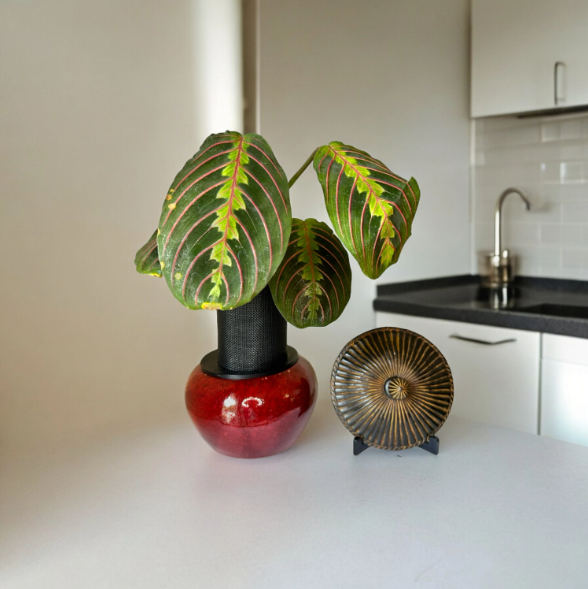 Small Red Ceramic Planter with Prayer Plant