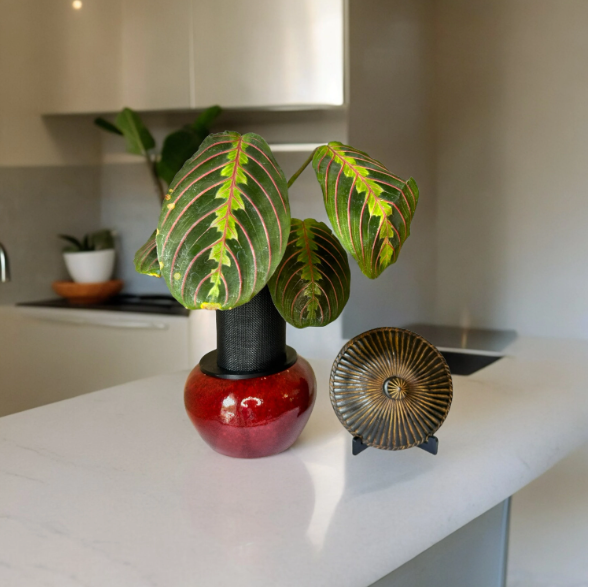 Small Red Ceramic Planter with Prayer Plant