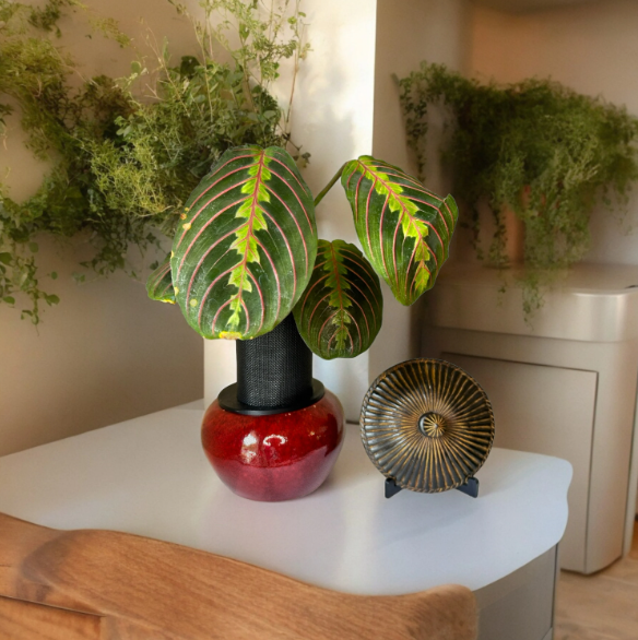 Small Red Ceramic Planter with Prayer Plant