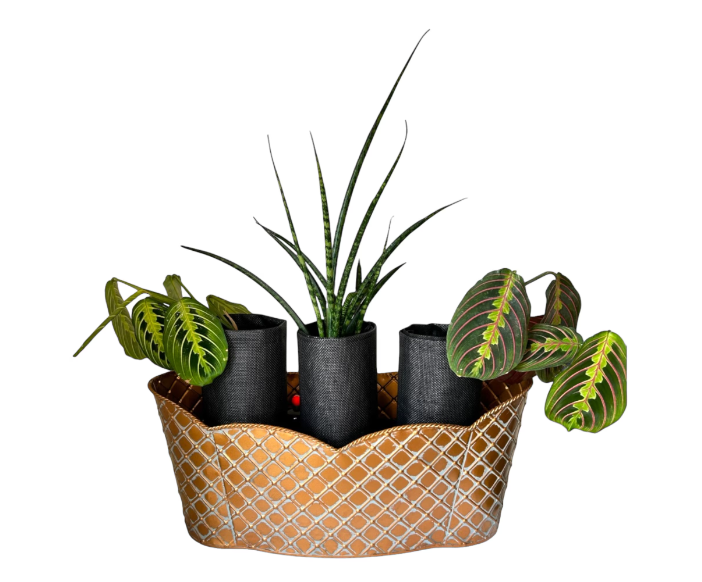 Elegant Bronze Triple Scalloped Planter with Trio of Lush Greenery