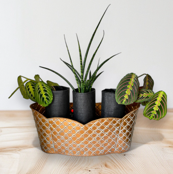 Elegant Bronze Triple Scalloped Planter with Trio of Lush Greenery