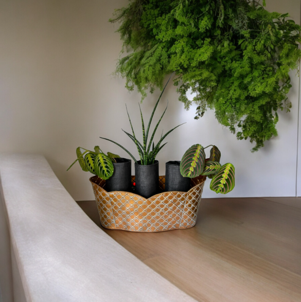 Elegant Bronze Triple Scalloped Planter with Trio of Lush Greenery