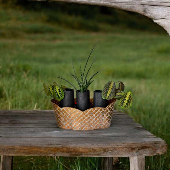 Elegant Bronze Triple Scalloped Planter with Trio of Lush Greenery