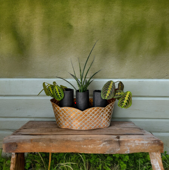 Elegant Bronze Triple Scalloped Planter with Trio of Lush Greenery