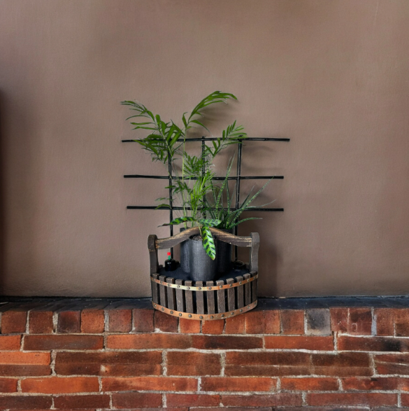 Wood Basket Trellis Planter with Trio of Lush Plants