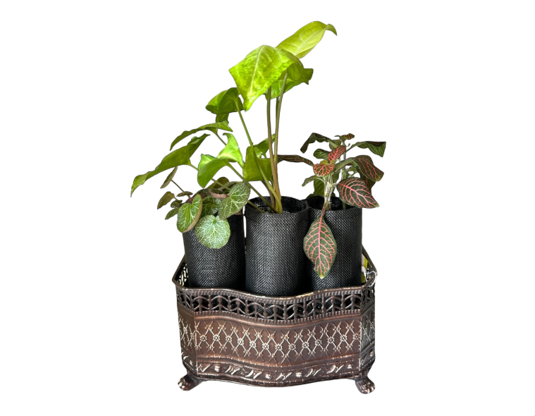 Vintage-Style Self-Watering Planter with Trio of Lush Plants