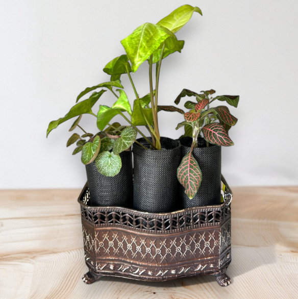 Vintage-Style Self-Watering Planter with Trio of Lush Plants