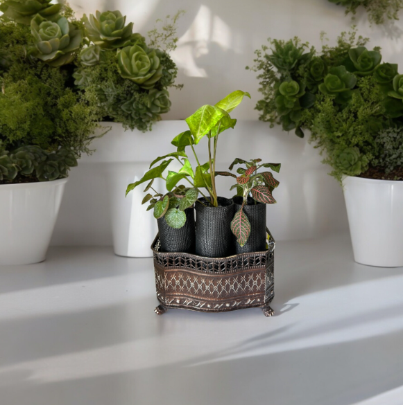 Vintage-Style Self-Watering Planter with Trio of Lush Plants
