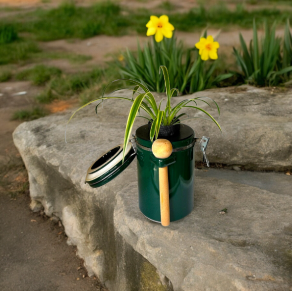 Green "The Market Place" Baking Canister Self Watering Planter with Spider Plant