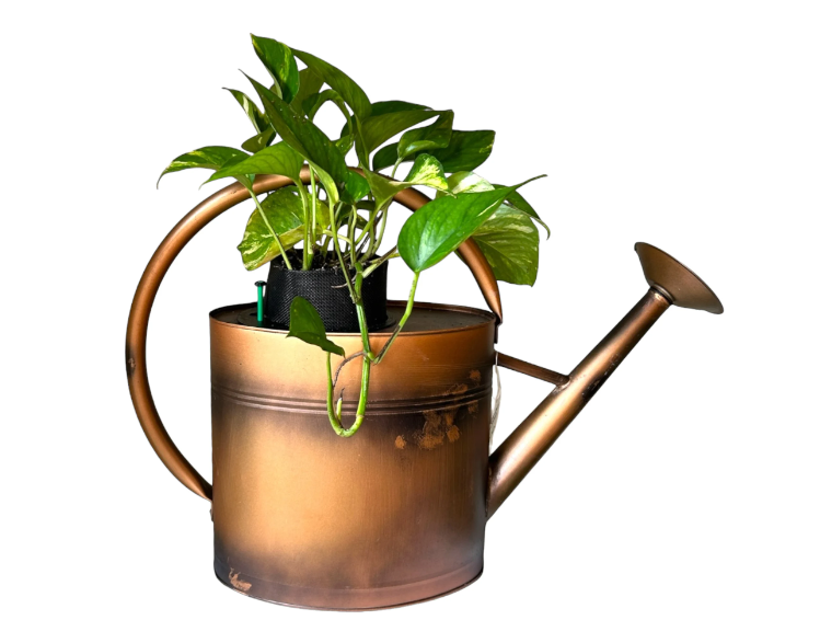 Copper Watering Can Planter with Lush Golden Pothos
