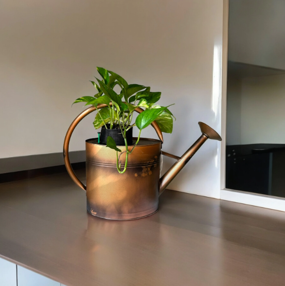 Copper Watering Can Planter with Lush Golden Pothos