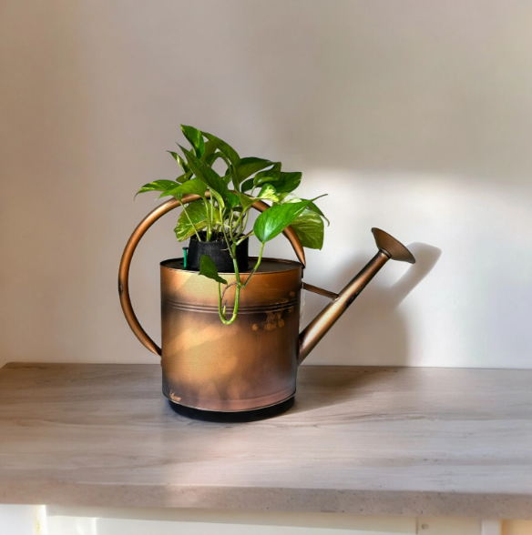 Copper Watering Can Planter with Lush Golden Pothos