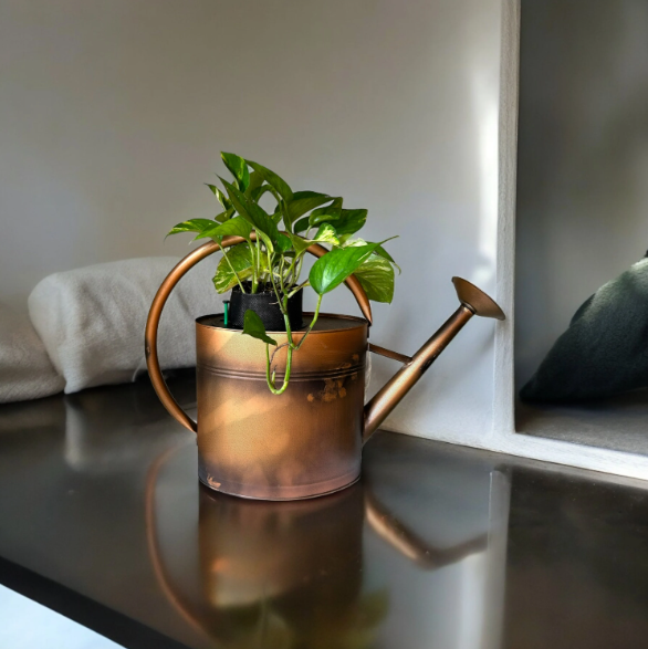 Copper Watering Can Planter with Lush Golden Pothos