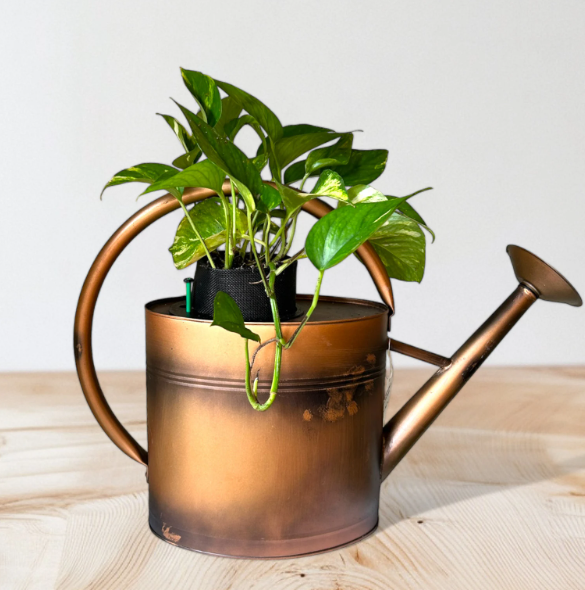 Copper Watering Can Planter with Lush Golden Pothos