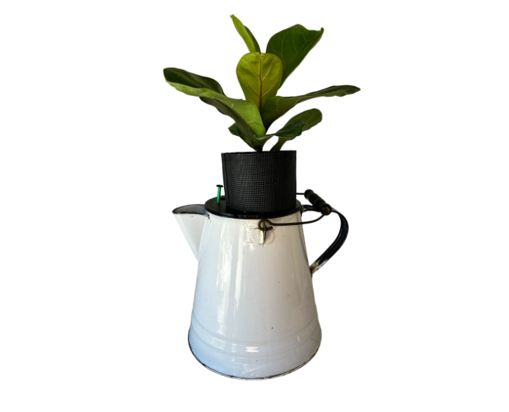 Vintage White Enamel Graniteware Camping Coffee Pot Planter with Fiddle Leaf Fig Plant