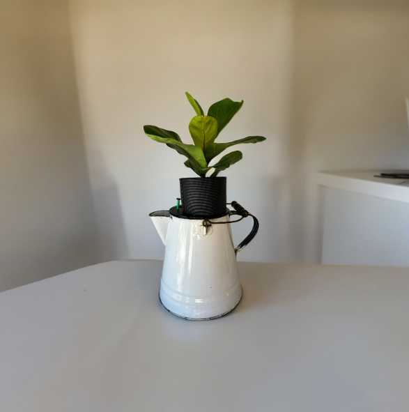 Vintage White Enamel Graniteware Camping Coffee Pot Planter with Fiddle Leaf Fig Plant