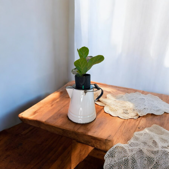 Vintage White Enamel Graniteware Camping Coffee Pot Planter with Fiddle Leaf Fig Plant