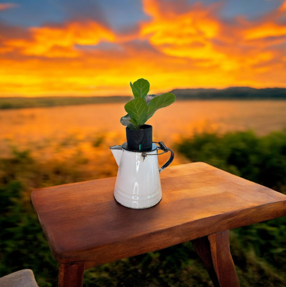Vintage White Enamel Graniteware Camping Coffee Pot Planter with Fiddle Leaf Fig Plant