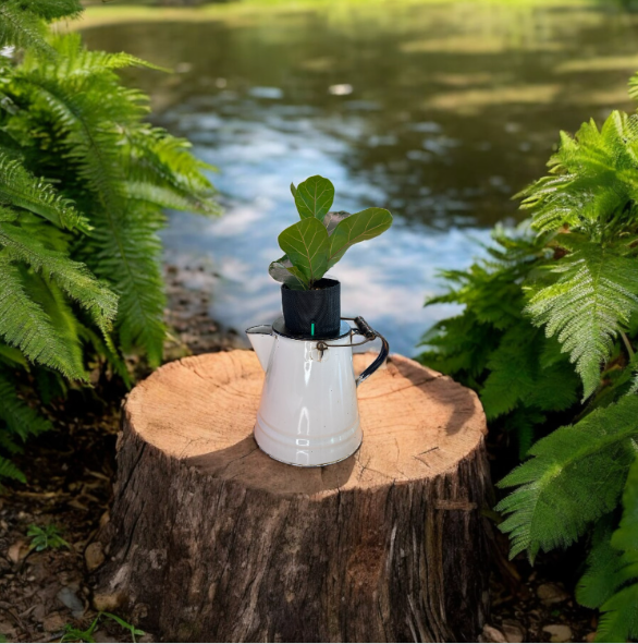 Vintage White Enamel Graniteware Camping Coffee Pot Planter with Fiddle Leaf Fig Plant