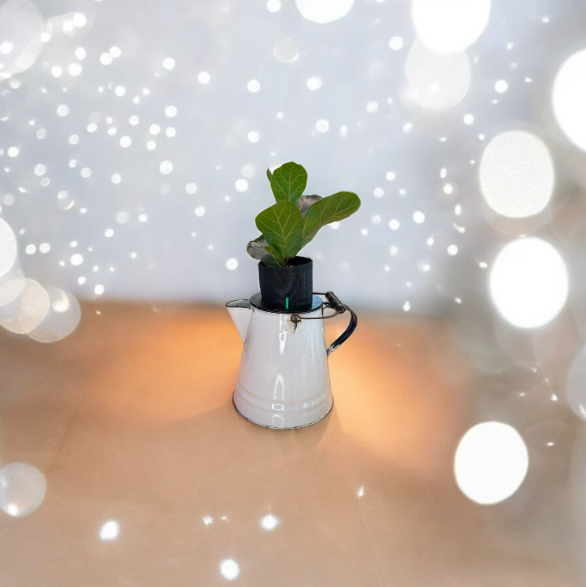 Vintage White Enamel Graniteware Camping Coffee Pot Planter with Fiddle Leaf Fig Plant