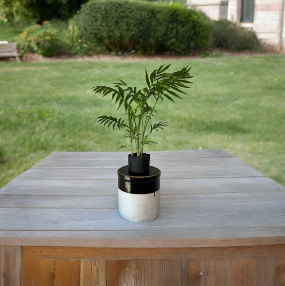 Vintage Two-Toned Stoneware Crock Planter with Elegant Parlor Palm