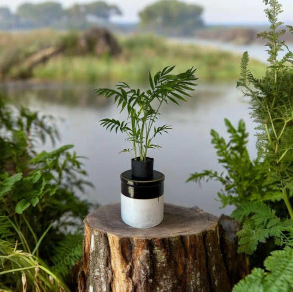 Vintage Two-Toned Stoneware Crock Planter with Elegant Parlor Palm