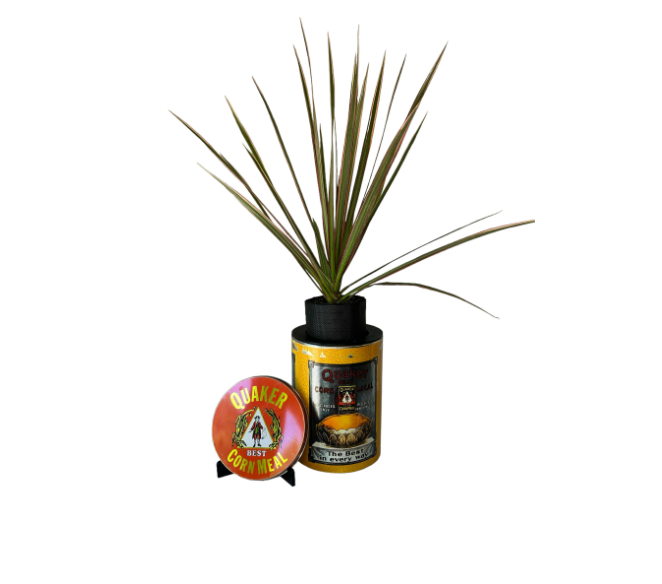 Vintage Quaker Corn Meal Collectible Tin Planter with Dracaena Marginata Plant