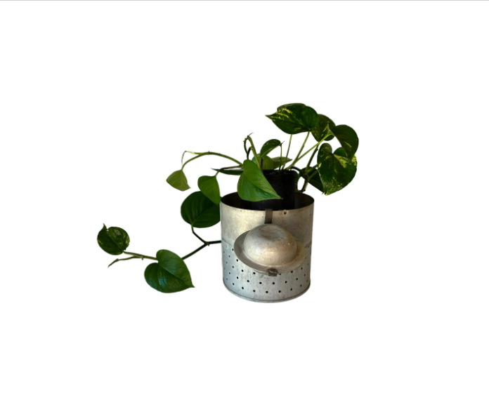 Vintage Galvanized Minnow Pail Planter with Golden Pothos Plant