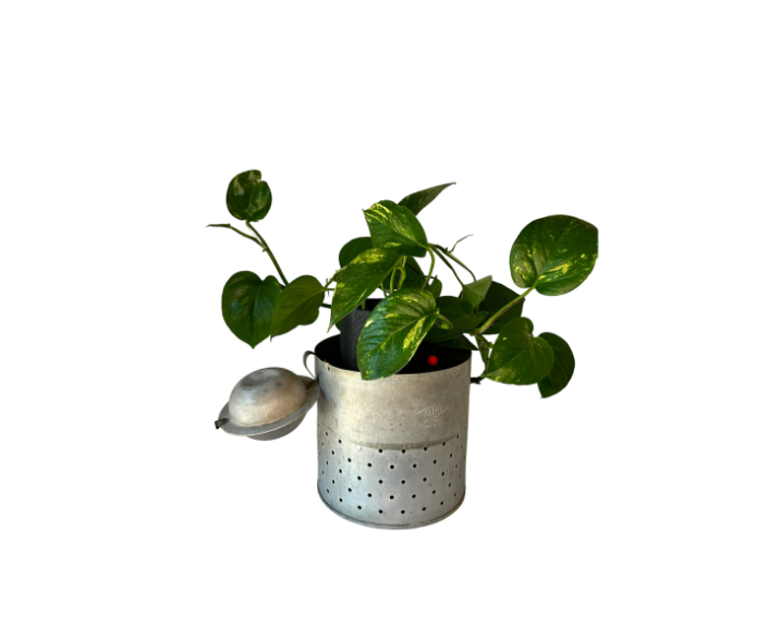 Vintage Galvanized Minnow Pail Planter with Golden Pothos Plant