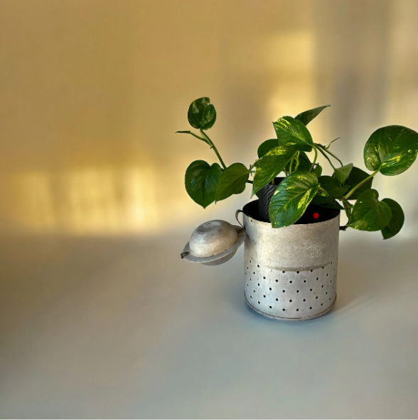 Vintage Galvanized Minnow Pail Planter with Golden Pothos Plant