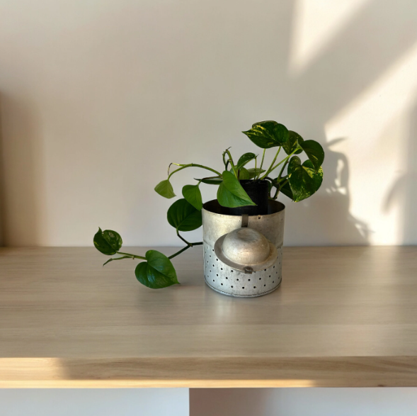Vintage Galvanized Minnow Pail Planter with Golden Pothos Plant
