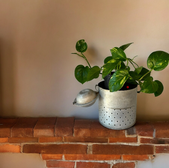 Vintage Galvanized Minnow Pail Planter with Golden Pothos Plant