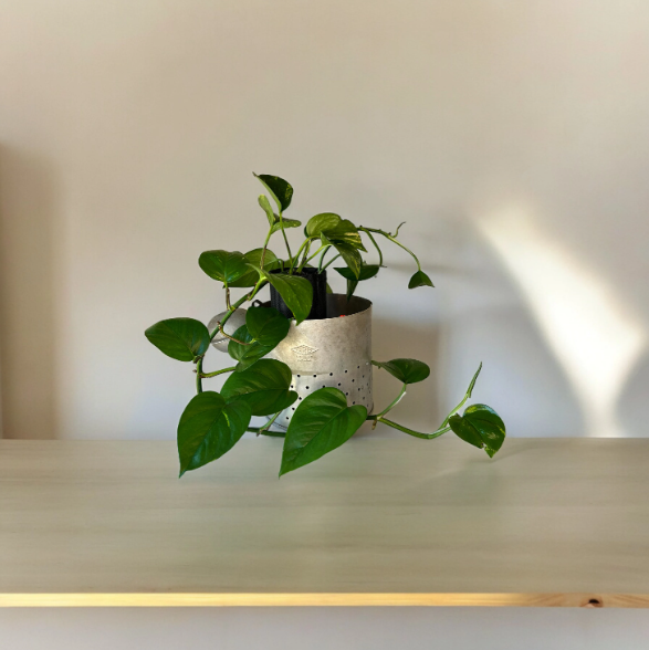 Vintage Galvanized Minnow Pail Planter with Golden Pothos Plant