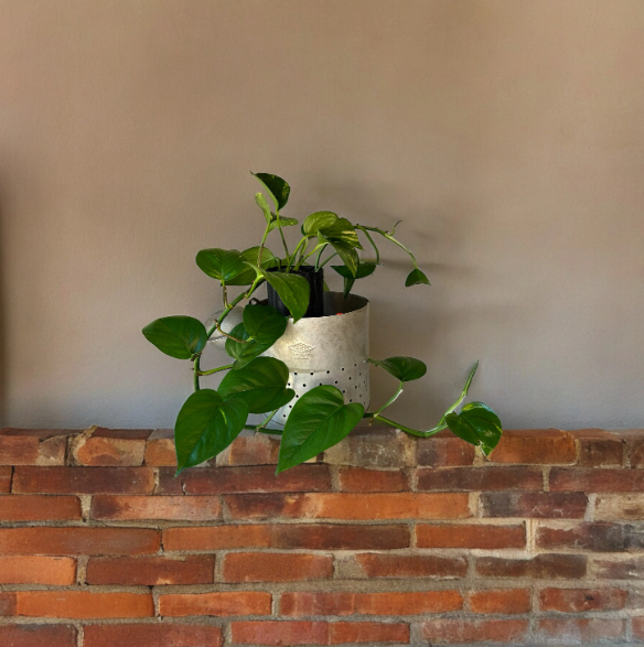 Vintage Galvanized Minnow Pail Planter with Golden Pothos Plant
