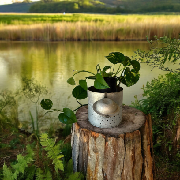Vintage Galvanized Minnow Pail Planter with Golden Pothos Plant
