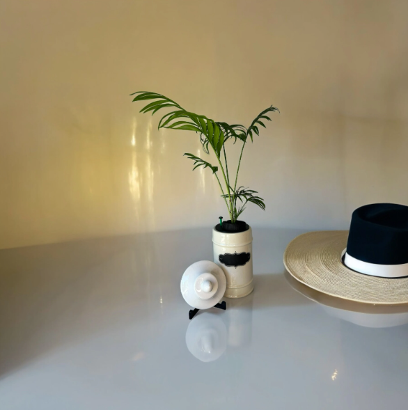 1950's Ceramic Apothecary Jar Planter With Lid with Parlor Palm Plant