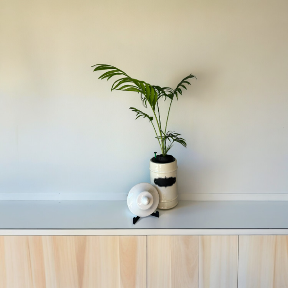 1950's Ceramic Apothecary Jar Planter With Lid with Parlor Palm Plant