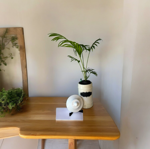 1950's Ceramic Apothecary Jar Planter With Lid with Parlor Palm Plant