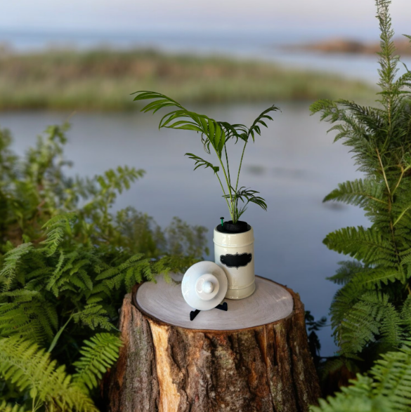 1950's Ceramic Apothecary Jar Planter With Lid with Parlor Palm Plant